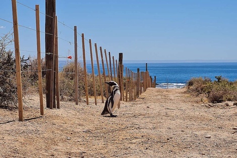 Masacre de pingüinos en Punta Tombo: los alegatos finales y la expectativa por la sentencia 