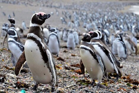 Tres años de prisión por matar pingüinos