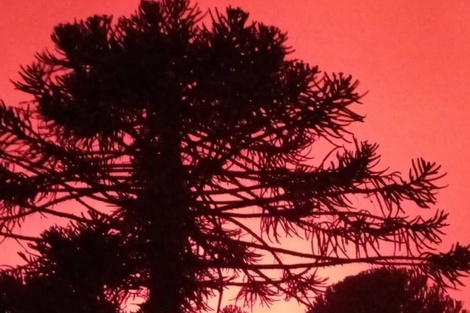 Los incendios en el Parque Nacional Lanín ya consumieron 22131 hectáreas