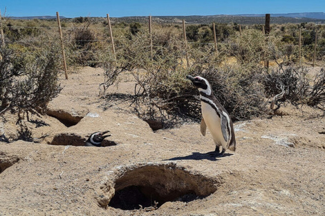 Matar pingüinos es delito.